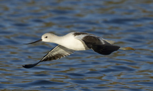 avocet